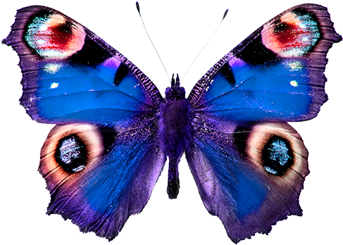 Las Mariposas Obtienen Sus Colores De Dos Fuentes Diferentes - Peacock Butterfly (500x413)