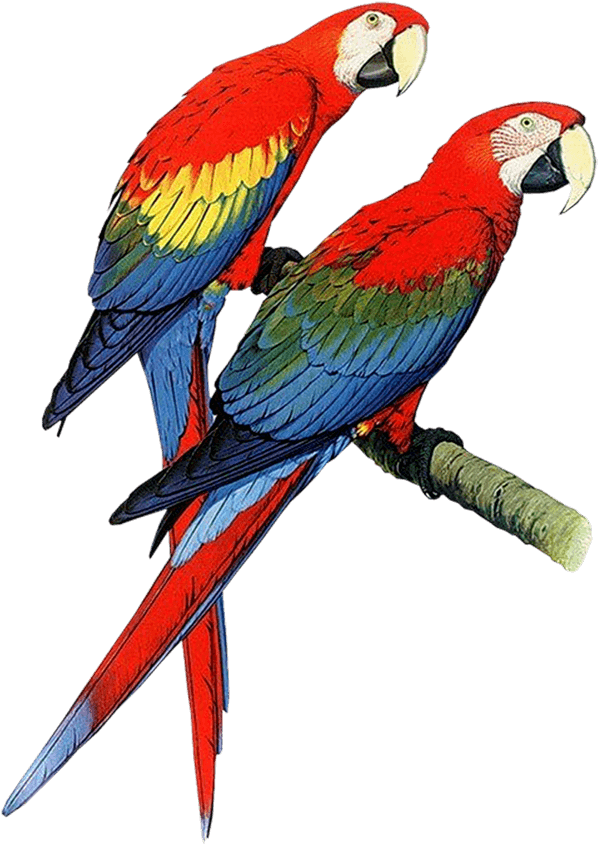 Parrot Bird Clip Art Clipart Free Download - Hardcover: Parrots Of The World By Forshaw Joseph M (713x1000)