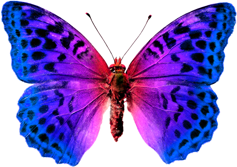 Las Mariposas Obtienen Sus Colores De Dos Fuentes Diferentes - Mariposa (500x413)