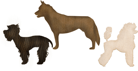 Variety In The Dog Kind - Dog (508x255)