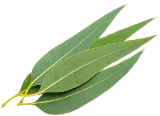 Eucalyptus Leaves (400x400)