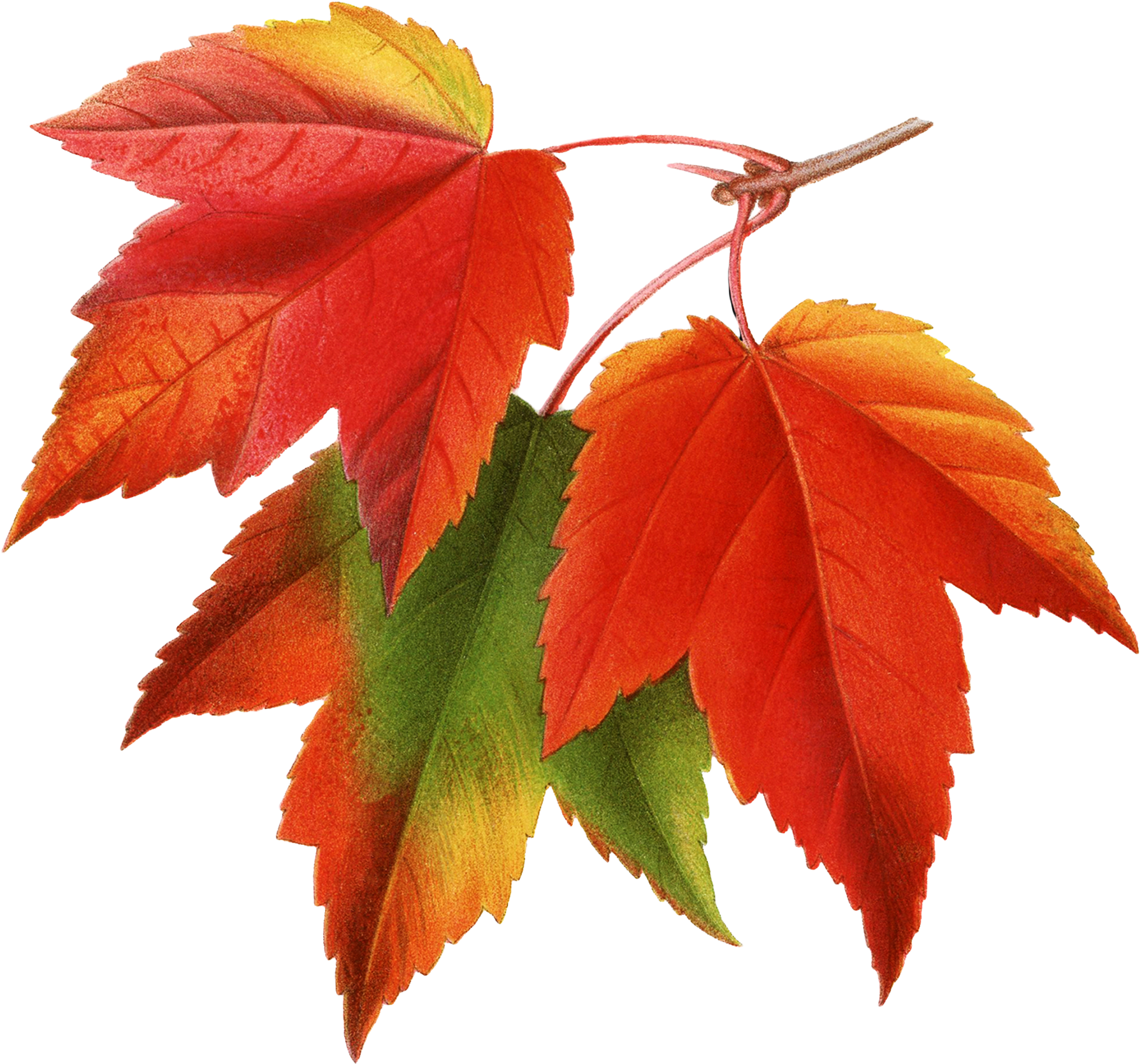 Canada Japanese Maple Red Maple Maple Leaf Clip Art - Maple Leaf Botanical Illustration (1800x1688)