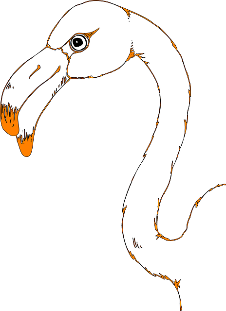 Beak Head, Outline, Bird, Flamingo, Animal, Beak - Outline Of Flamingo Beak (464x640)