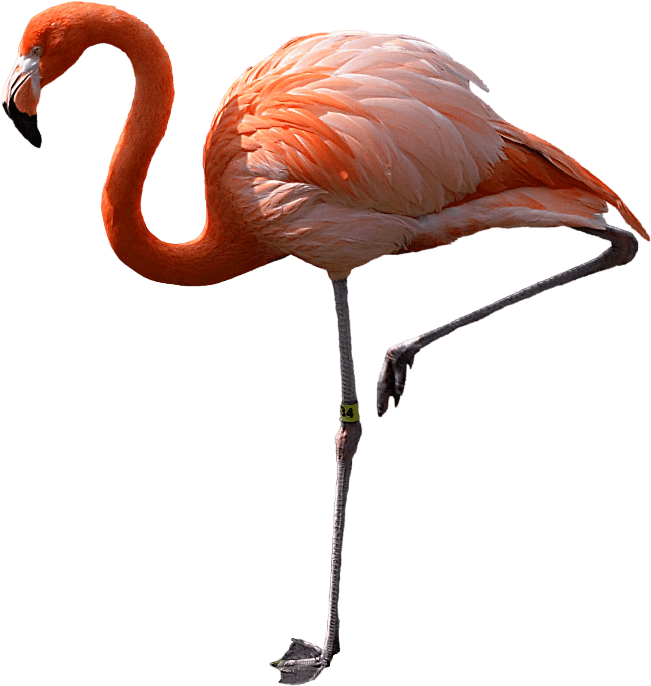 Flamingo Clipart Transparent Background - Фламинго Png (1600x1811)
