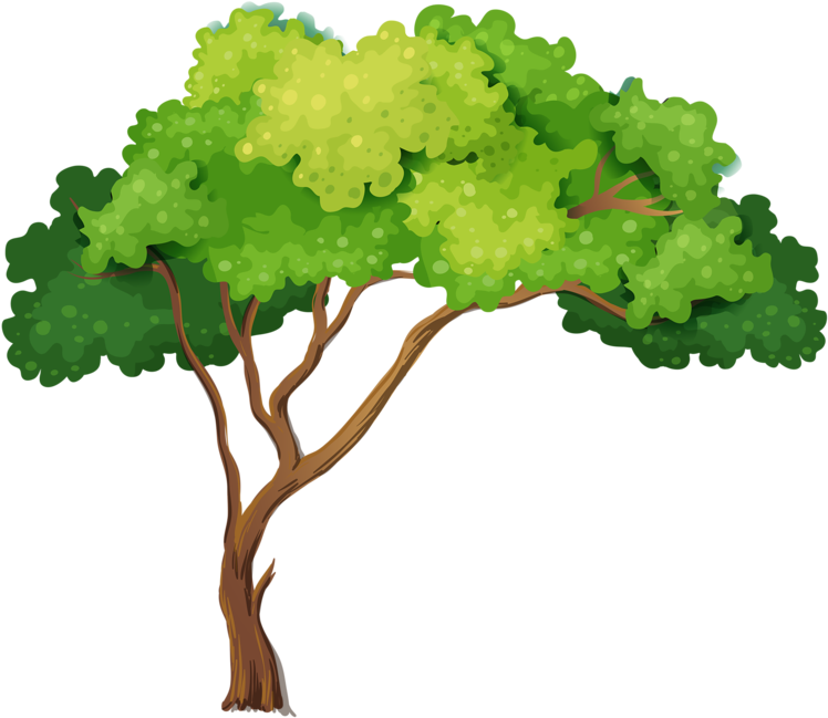Album - Tree Close Up Clipart (800x702)