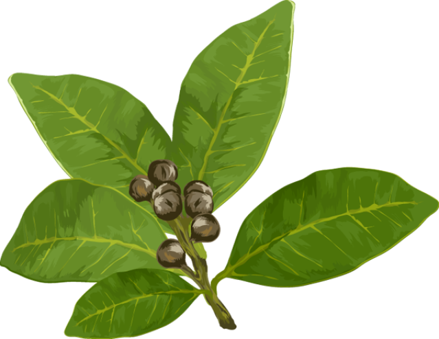 Herbs And Spices Clipart - Bay Leaf Clipart Free (639x494)