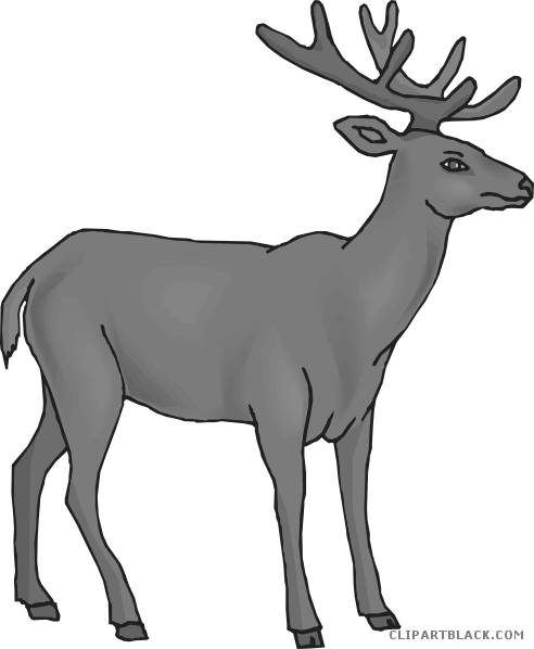 Deer Animal Free Black White Clipart Images Clipartblack - Clip Art (492x598)