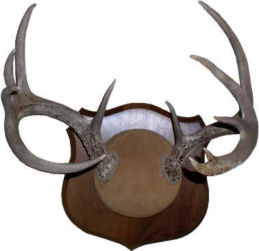 Sharp-lookin' Deer Antler Mount - Horn (400x384)