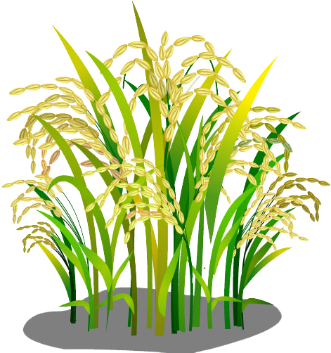 Oryza Sativa Rice Google Images Download - Logo Bông Lúa Vàng (894x501)