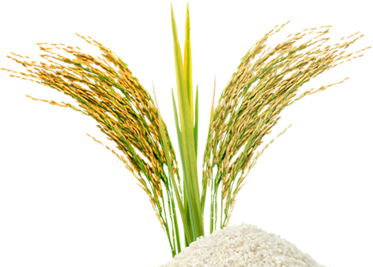 Rice Grain Clipart Png - Leite De Arroz Em Pó 200gr (541x388)