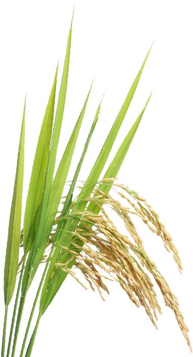 Rice - Rice Crop Png (534x700)