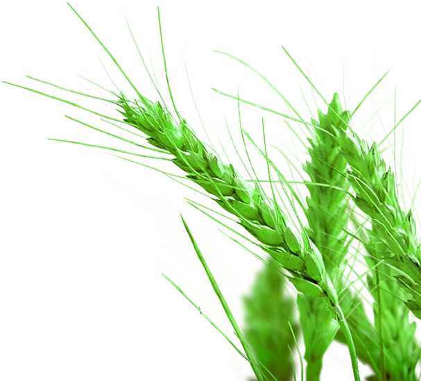 Rice Gadu Paddy Field - Malt Beer Png (618x558)