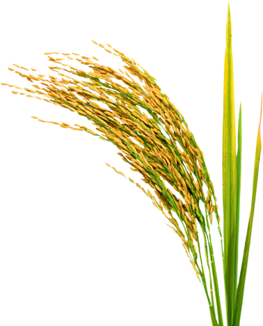 Paddy Seeds Png (378x468)