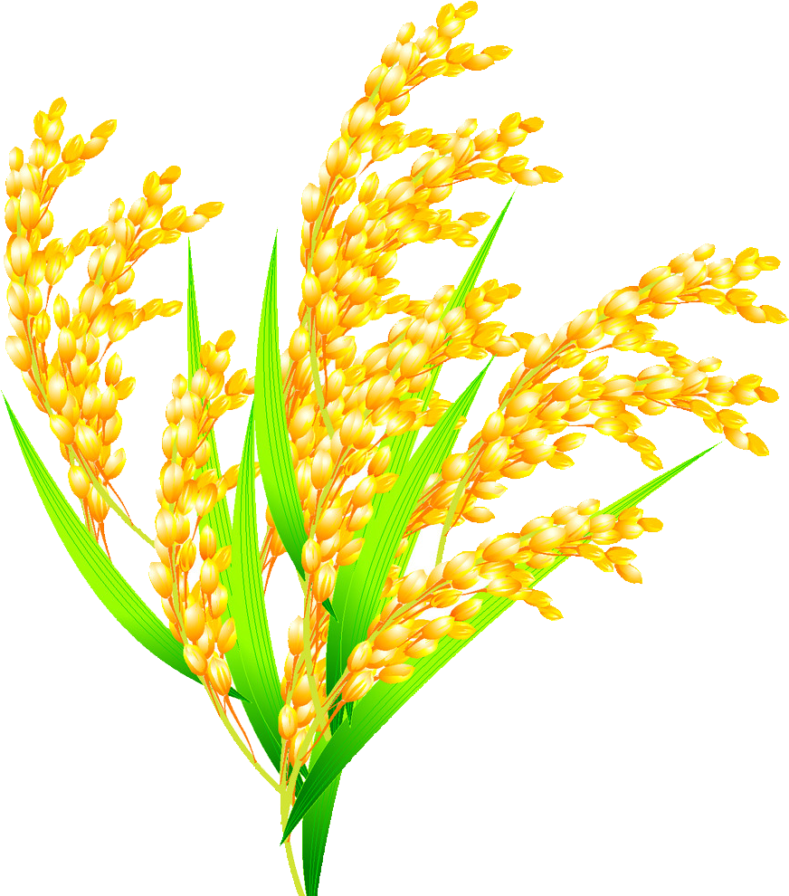 Rice Euclidean Vector Oryza Sativa - Oryza Sativa Plant Png (997x1024)
