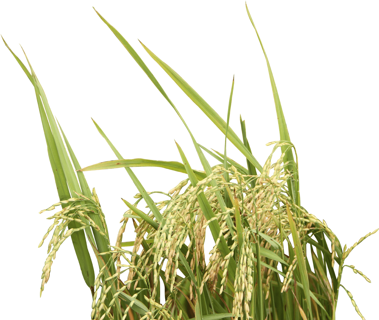 Rice - Rice Milk (1475x1364)