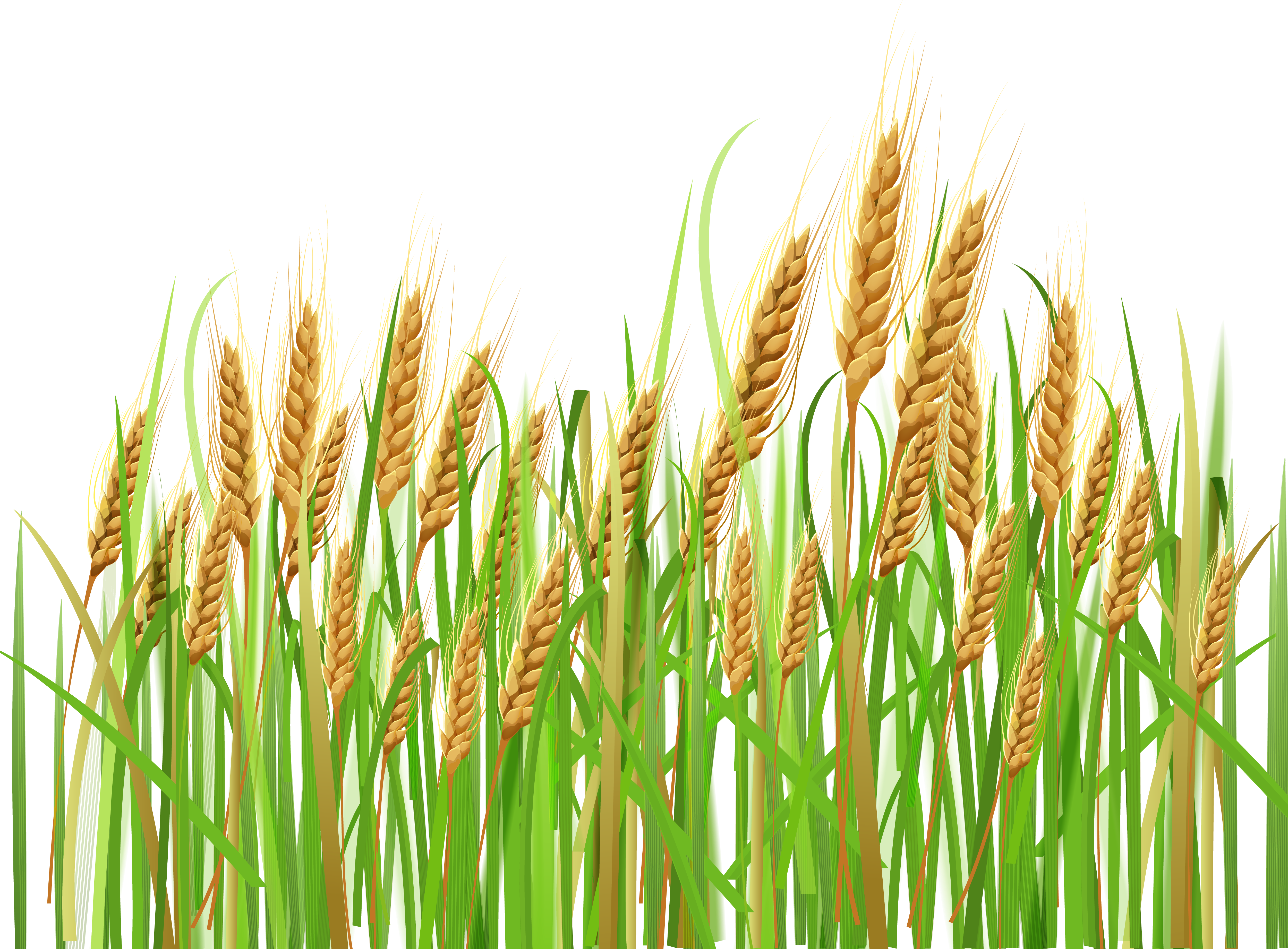 Feilds Clipart Crop Field - Wheat Plant Png (5036x3799)