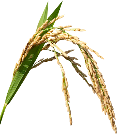 One-straw Education - Paddy Images Png (455x445)