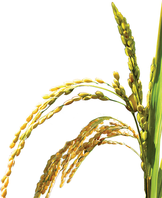 Oryza Sativa Web Template Icon - Oryza Sativa Png (630x770)