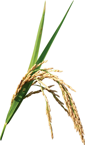 Rice Crop Png (281x478)