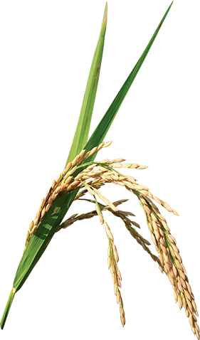 Png crop. Рис растение на белом фоне. Просо Колос для детей. Просо ветка. Просо растение на белом фоне.