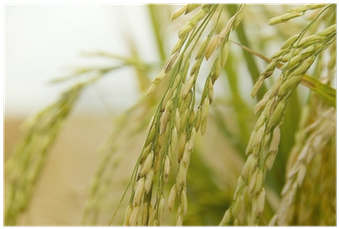 Paddy Rice (400x400)