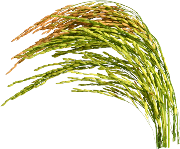 Kazi Auto Rice Mill - Rice (600x491)