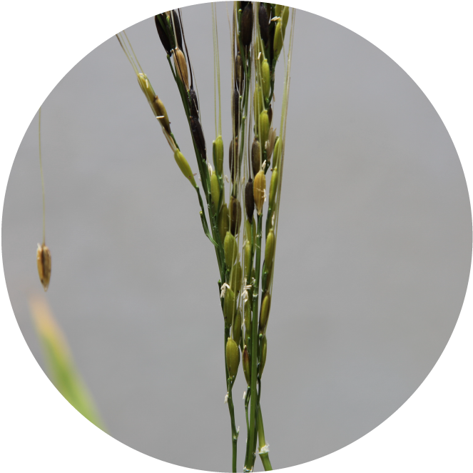 Read More About Qaafi's Work With Wild Rice - Research (680x680)