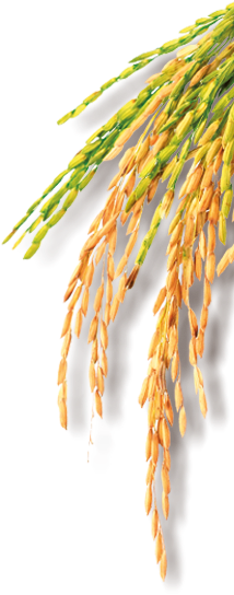 Sustainable Rice - Phragmites (237x572)