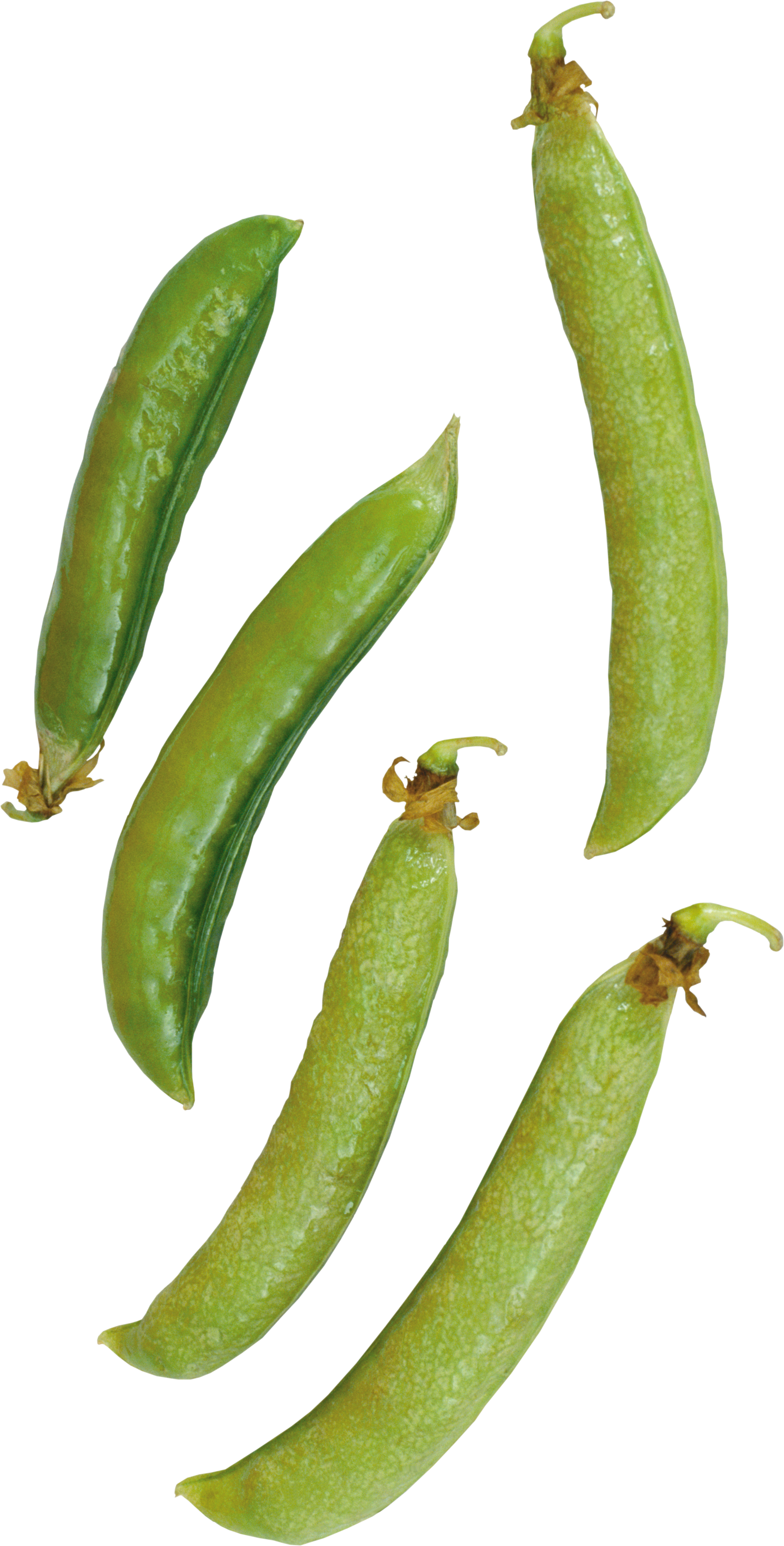 Butter Transparent Png Sticker - Pea (2923x5765)
