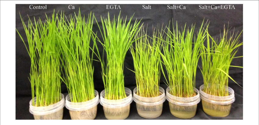 Phenotypic Appearance Of Rice Seedlings Under Different - Sweet Grass (850x412)