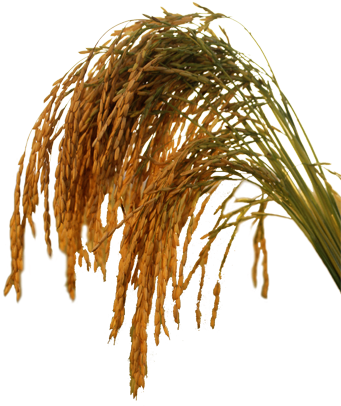 As The Primary Staple Of The Indonesian Diet, The Rice - Crops Of Monocot Plants (340x418)