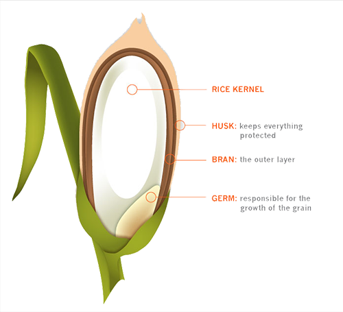 Wholegrain Brown Rice - Process Of Brown Rice (500x455)