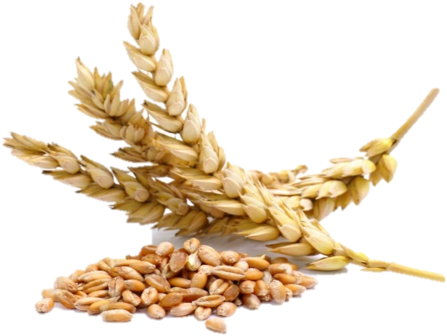 Spike Rice Png - Grains Of Wheat (500x371)