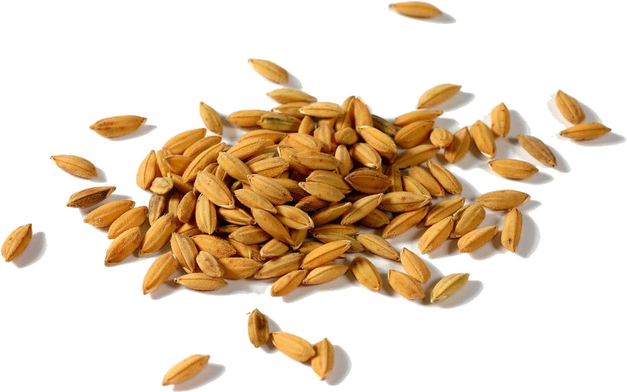 Rice Gadu Paddy Field Seed Rice Huller - Paddy Png (1600x1000)