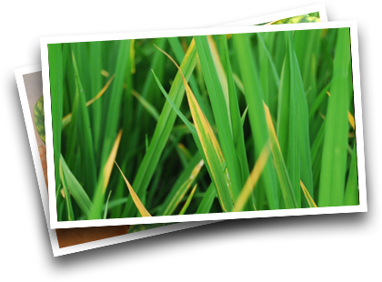 Symptoms In Rice - Nutrient Deficiency In Rice (420x310)