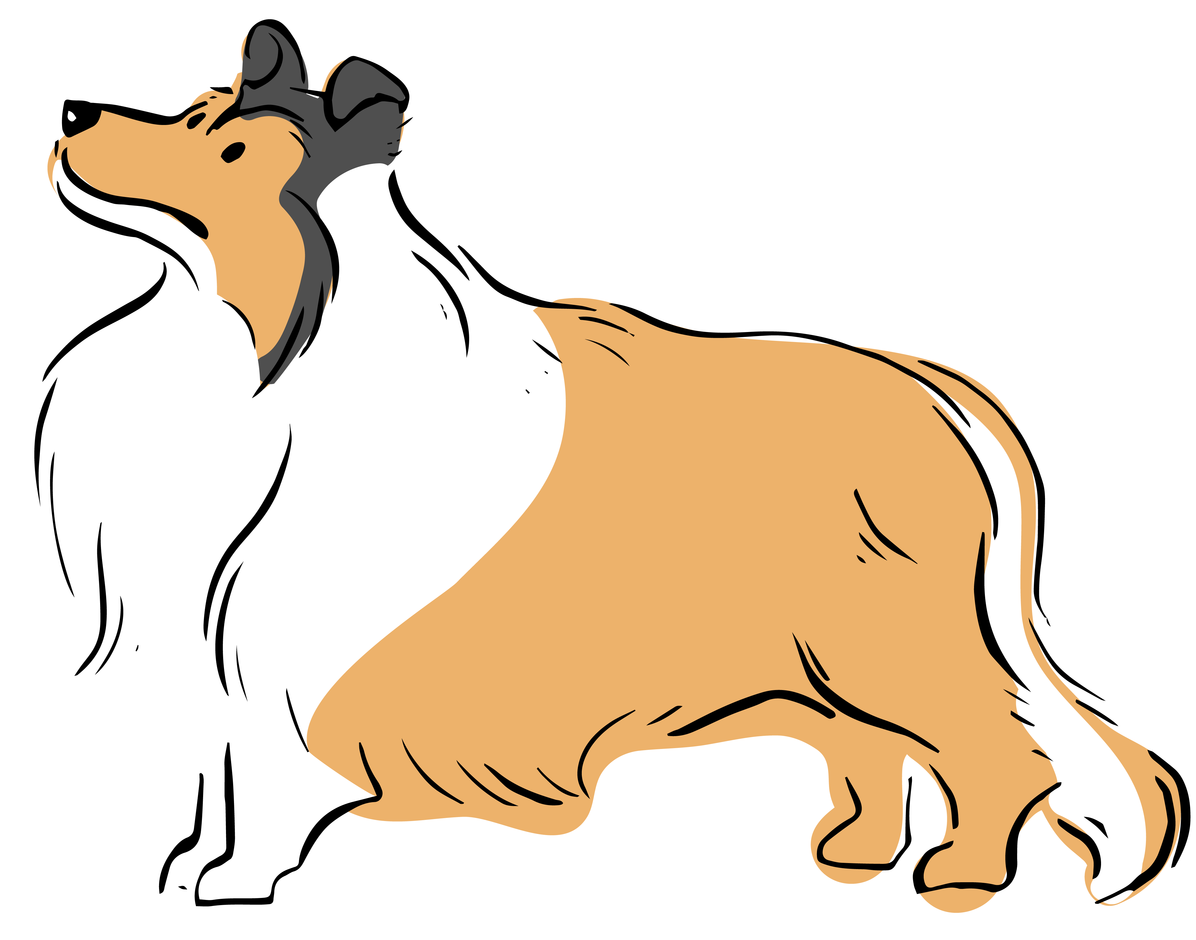 Rough Collie Clipart Dog Free - Mammal (4181x3287)