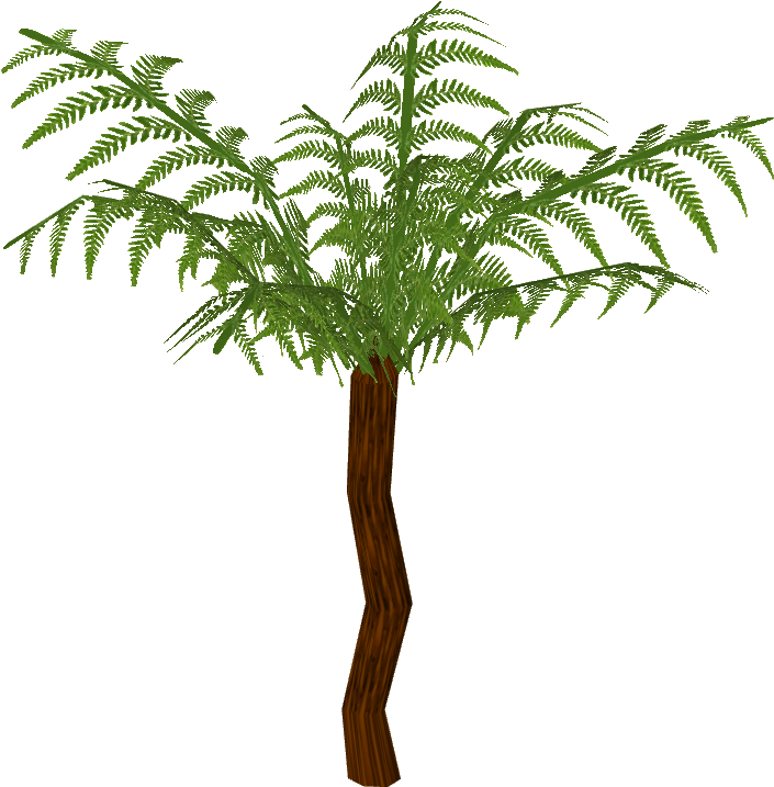 Royal Cibotium - Attalea Speciosa (716x716)