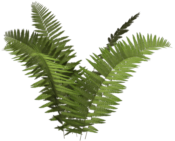 Ostrich Fern Plant Tree Fern Ecology - Fern Transparent Background (1024x639)