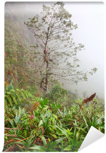 Tropical Rainforest On The Slopes Of Mount Roraima - Birch (400x400)