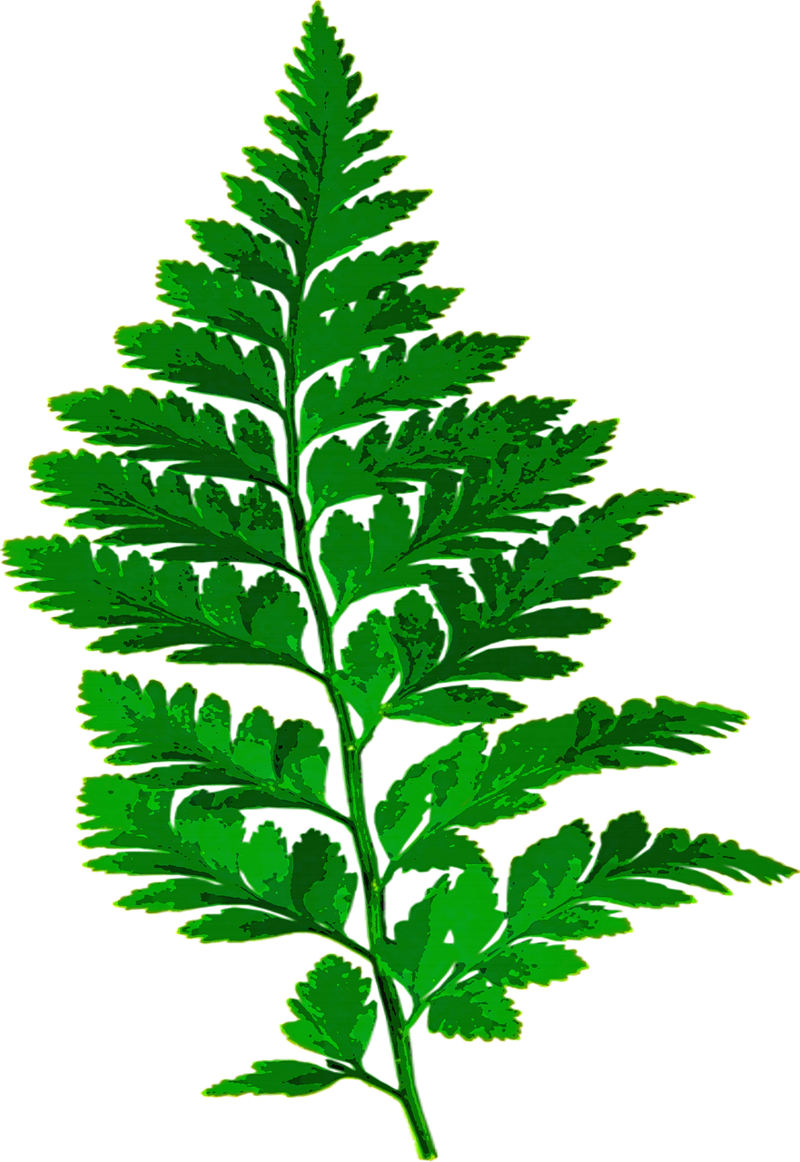 Forest, Fern Leaf Nature Green Leaves Plant Forest - Fern Silhouette (881x1280)