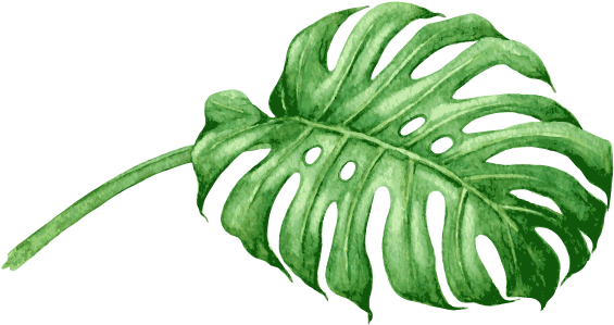 Swiss Cheese Plant Watercolor Painting Royalty-free - 18x18 Pillow Cover Comfortable Cotton Leaf (600x600)