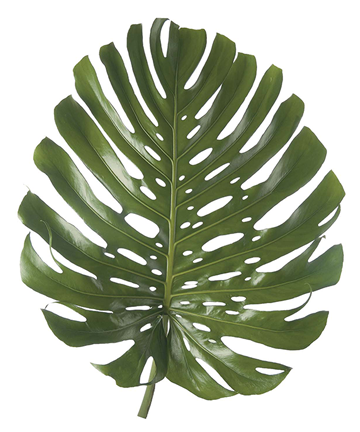 Follajes Tropicales Y Exoticos De Colombia / Cultivos - Painting (570x444)