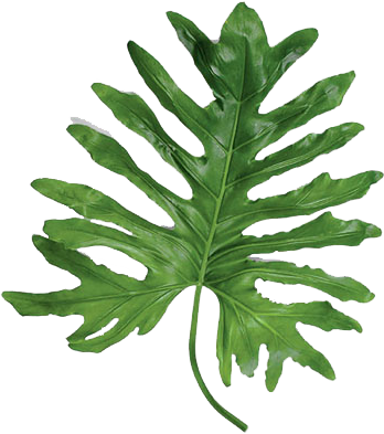 Statement Leaves - Large Leaf Tropical Plants (348x393)