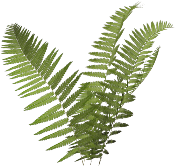 Tropical Bush Stock Illustration - Ferns Clipart (1024x639)