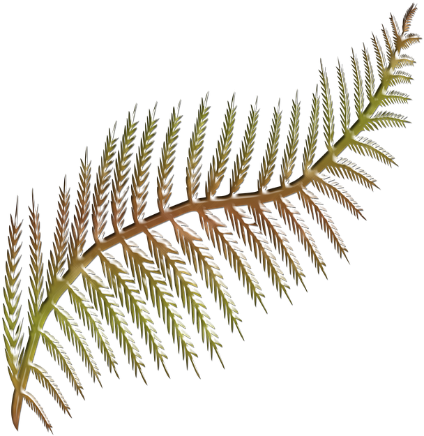 Flora, Fern Frond, Shape Stylised, Colored, Shape - Hoja De Helecho Png (640x640)