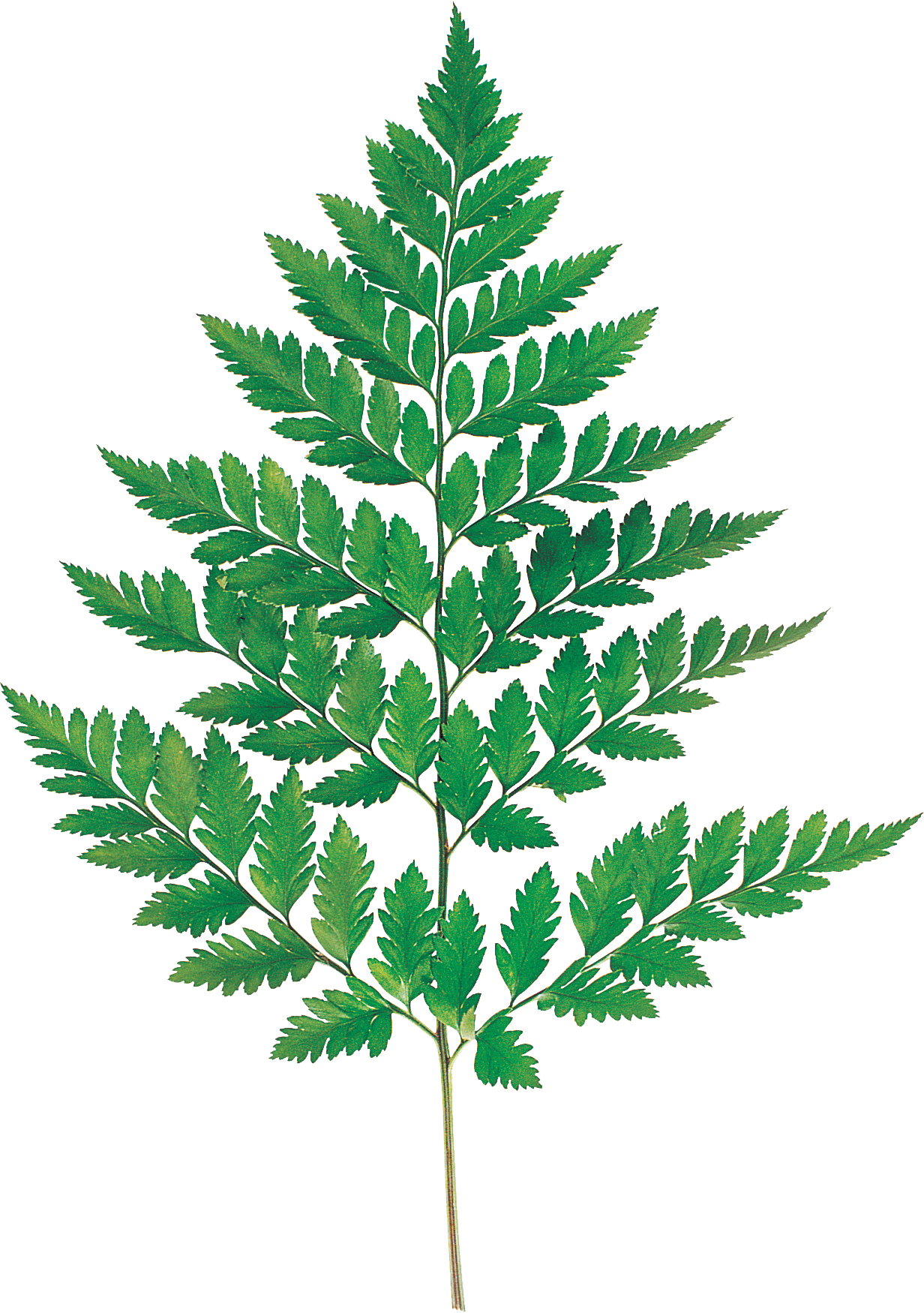 Flores - Plants (1232x1750)