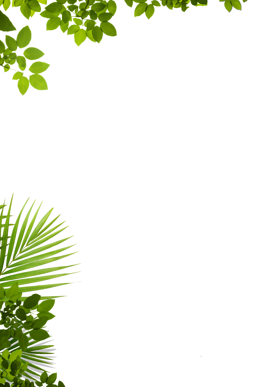 28 Collection Of Jungle Leaves Background Clipart Png - Window Decal: Through The Tree (window Decal), 70x50cm. (855x1265)