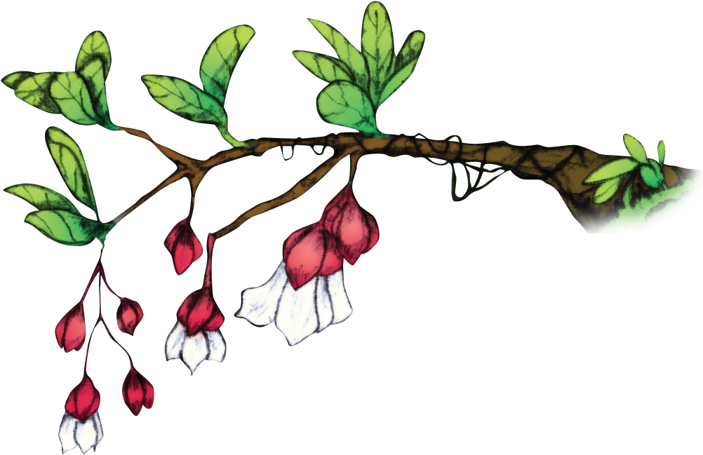 Medinilla Waterhousei, Commonly Known As Tagimoucia - Tagimoucia Flower (1151x683)