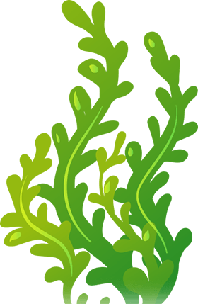 Seaweed Clipart Page 5 Clipart Ideas Reviews - Clip Art Sea Weed (280x429)
