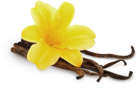 Vanille - Vanille Png (770x578)